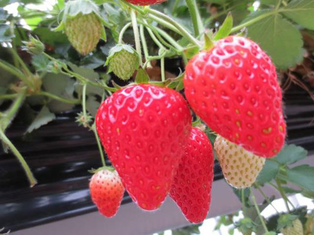 マ甲州郷土料理ビュッフェ