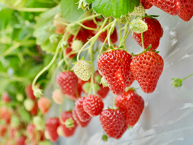 いちご狩り