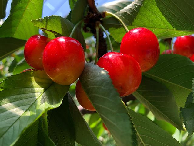 さくらんぼ狩り