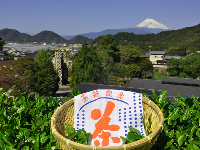 茶摘み体験