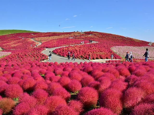 国営ひたち海浜公園