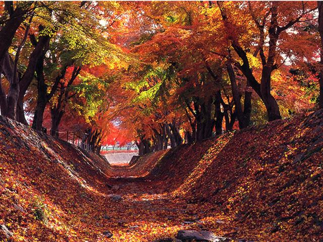 河口湖もみじ回廊