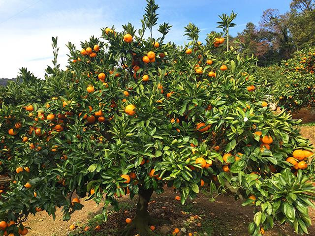 みかん狩り