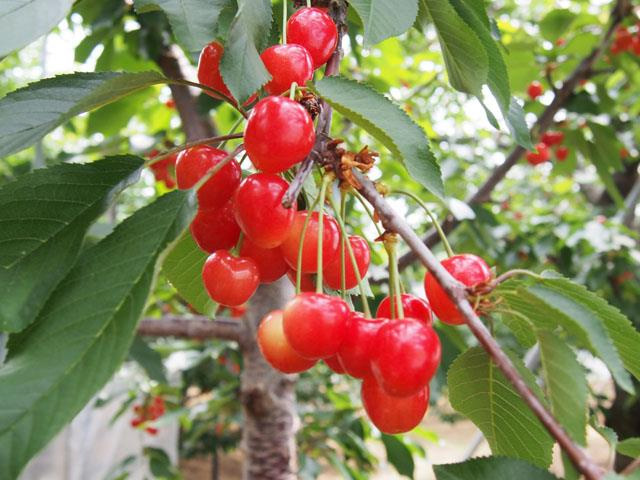 さくらんぼ狩り