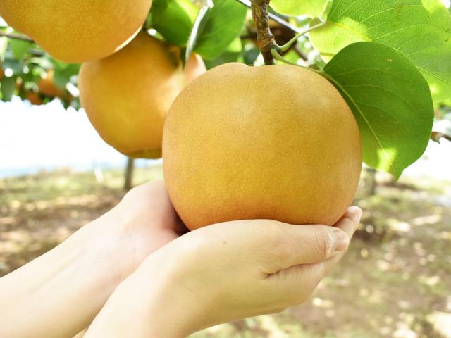 梨狩り