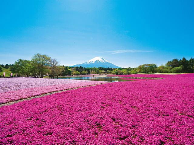 芝桜