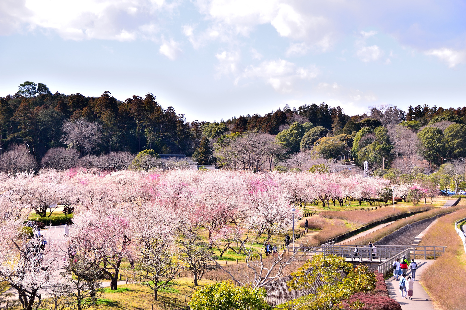 偕楽園 水戸の梅まつり