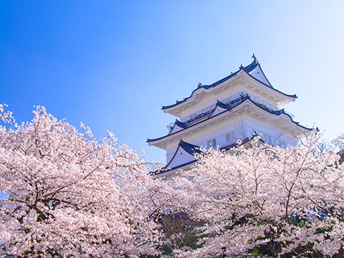 《神奈川県》小田原城・桜の季節