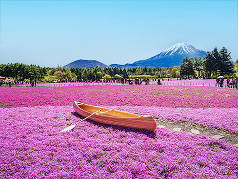 富士芝桜まつり