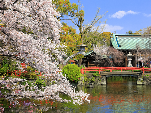 【静岡県】桜が満開の三嶋大社（厳島神社）