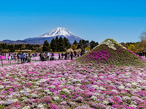 富士芝桜まつり