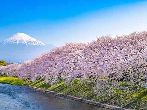 静岡県富士市龍巌淵の桜