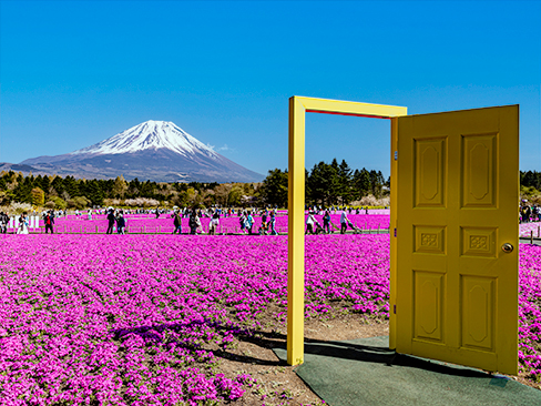 富士芝桜まつり
