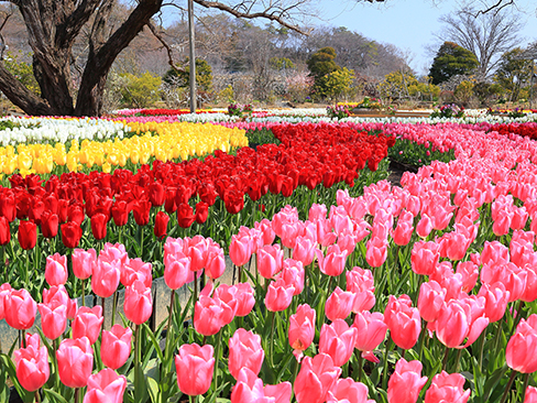 青空とカラフルなチューリップ＜あしかがフラワーパーク＞