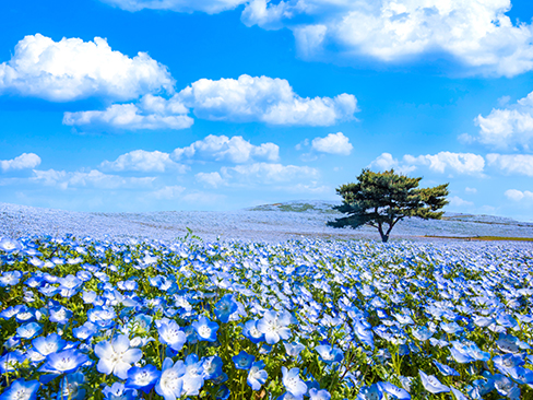 国営ひたち海浜公園のネモフィラ