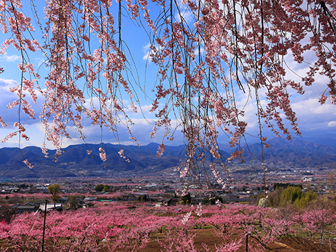 見晴し園から見る春の甲府盆地