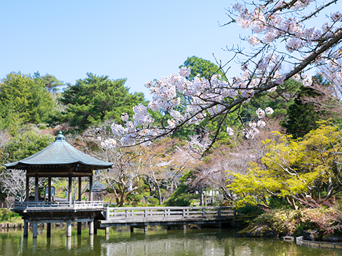 成田山公園浮御堂の桜