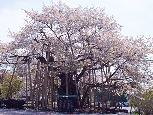 日光山輪王寺 三仏堂の金剛桜
