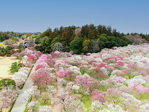 偕楽園梅まつり