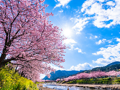 河津桜まつり
