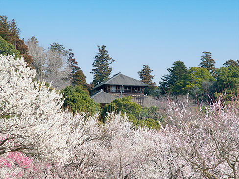 偕楽園梅まつり