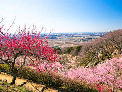 筑波山梅まつり