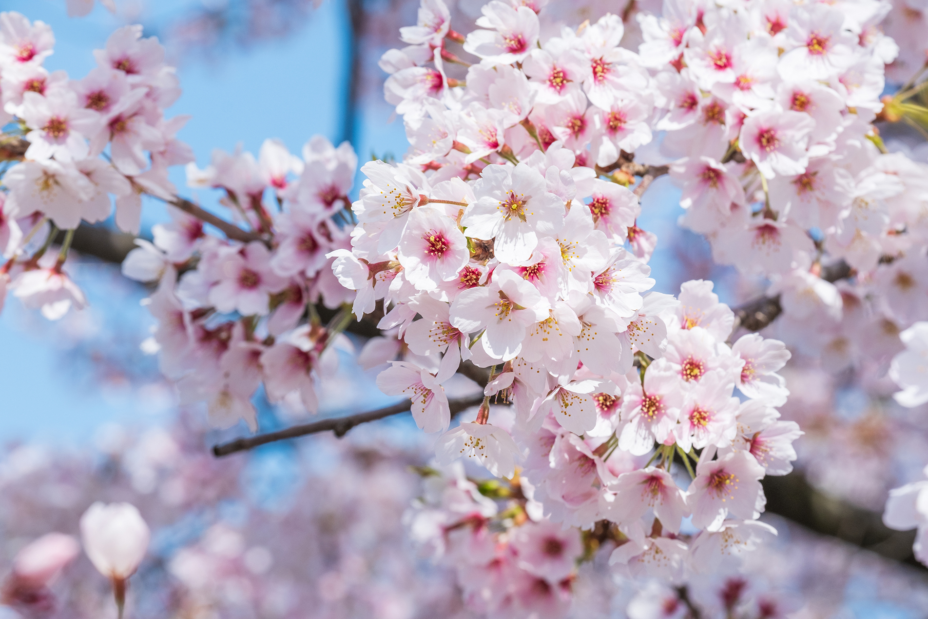 その他の花ツアー