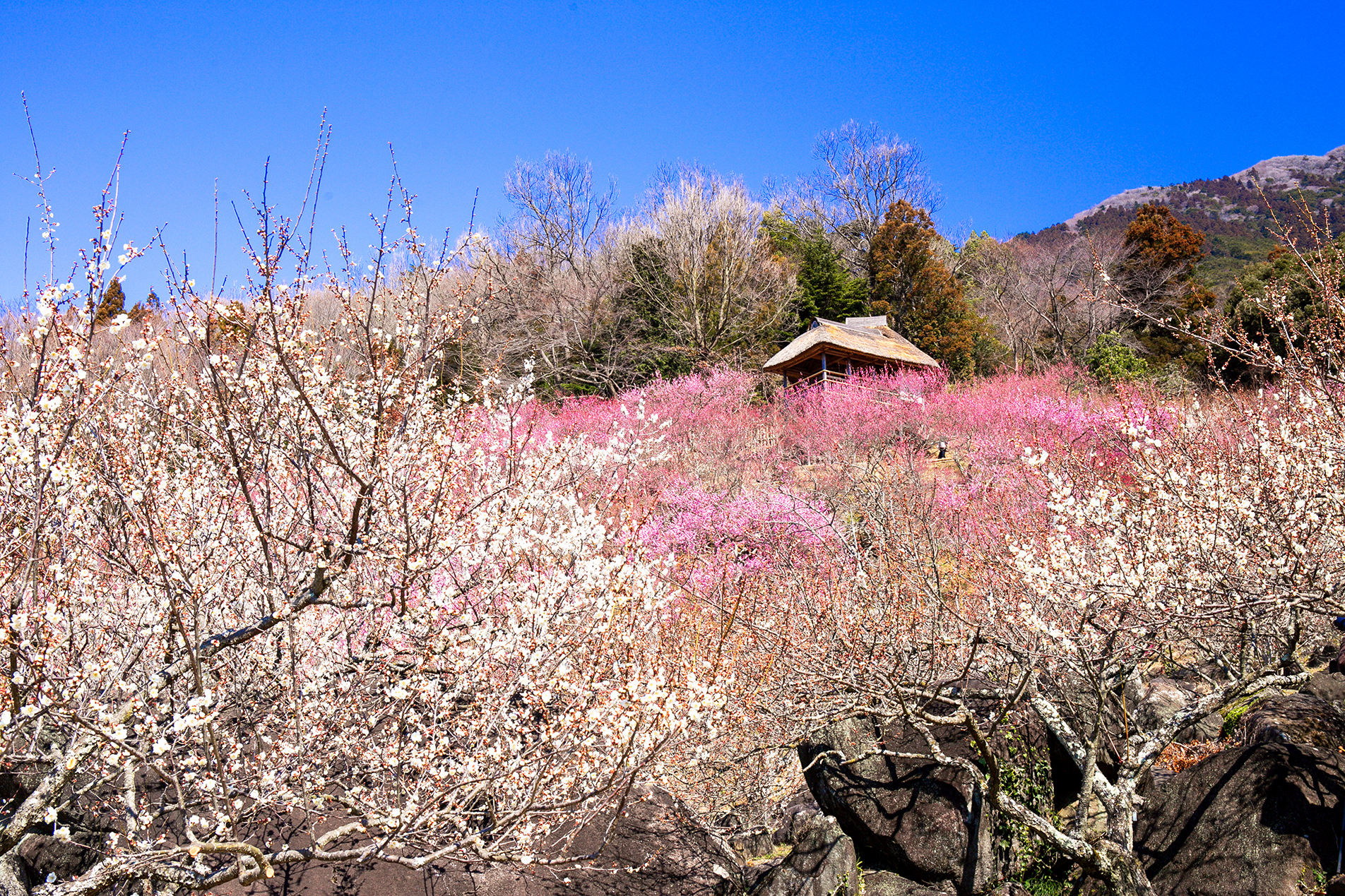 筑波山梅まつり