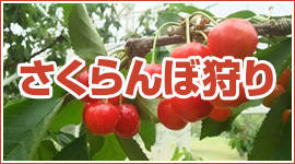 さくらんぼ狩り