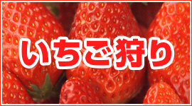 いちご狩りツアー