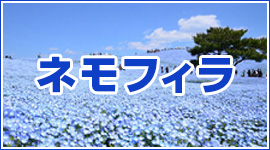 ネモフィラバスツアー