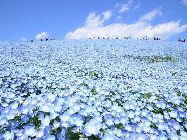 ひたち海浜公園