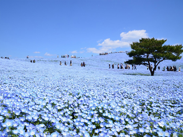 ひたち海浜公園