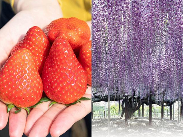 いちご狩り＆あしかがフラワーパークイメージ