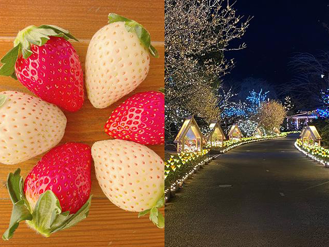 苺とあしかがフラワーパークイルミネーションイメージ
