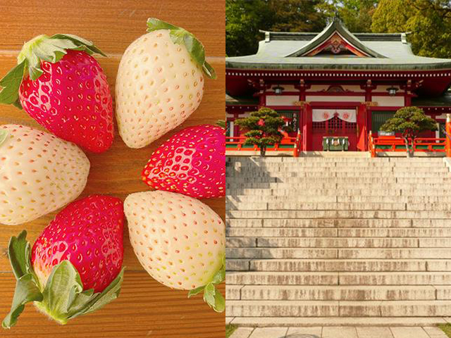苺と足利織姫神社イメージ