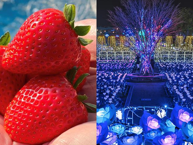 スカイベリーとあしかがフラワーパーク