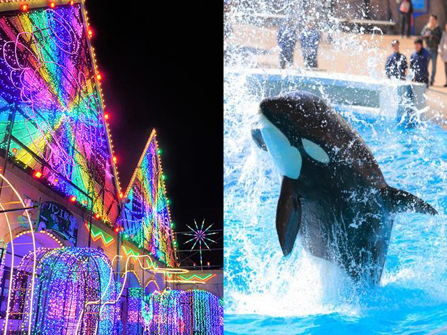 東京ドイツ村イルミネーションと鴨川シーワールド海の動物
