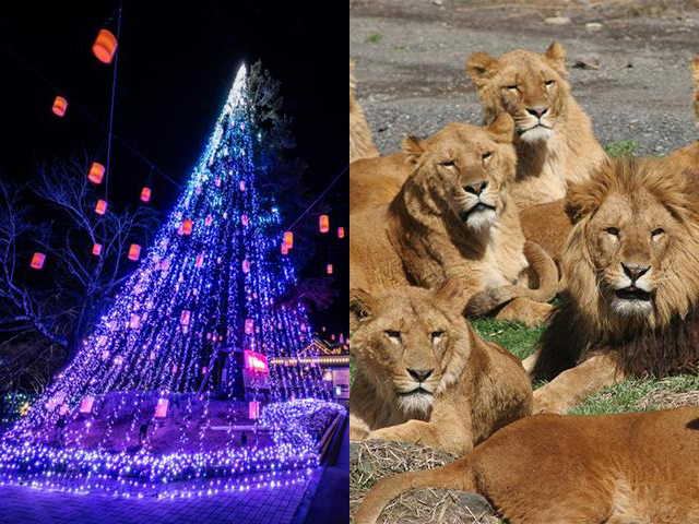 御殿場高原時之栖イルミネーション