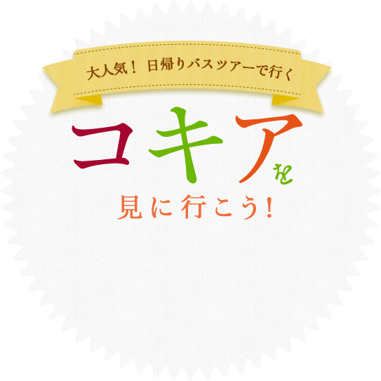 大人気！  日帰りバスツアーで行く　コキアを見に行こう!