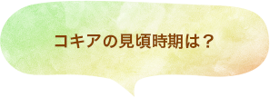 コキアの見頃時期は？