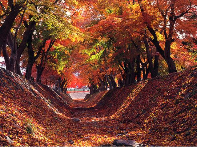紅葉日帰りバスツアー｜バス市場