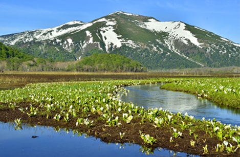 尾瀬の風景