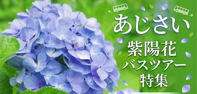 あじさい
