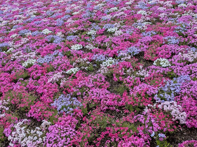 富士芝桜まつりの鮮やかな芝桜