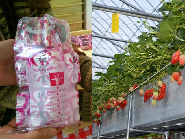 桔梗屋詰め放題ツアーイメージ