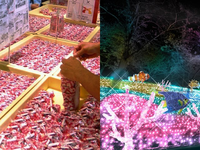 桔梗屋詰め放題ツアーイメージ