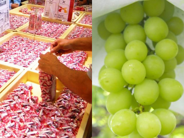 桔梗信玄餅 詰め放題 日帰りバスツアー バス市場