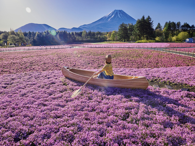 富士芝桜まつり