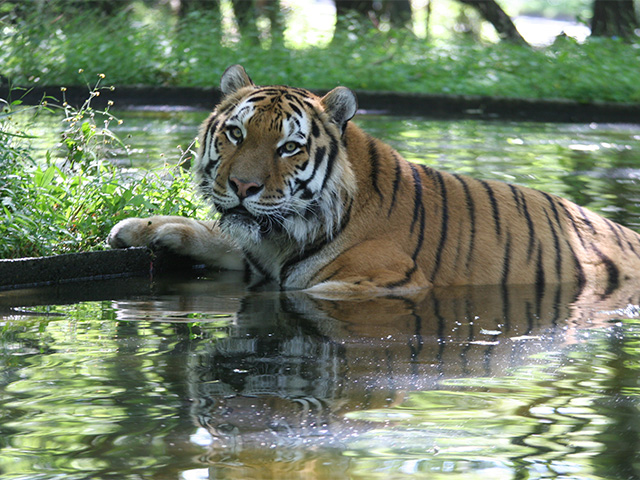 富士サファリパーク